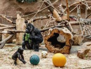 zoopark v prage зоопарк в праге